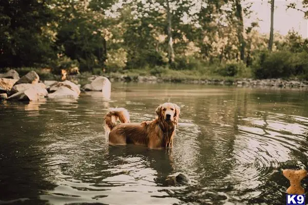 Golden Retriever stud dog