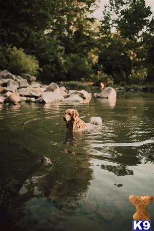 Golden Retriever stud dog