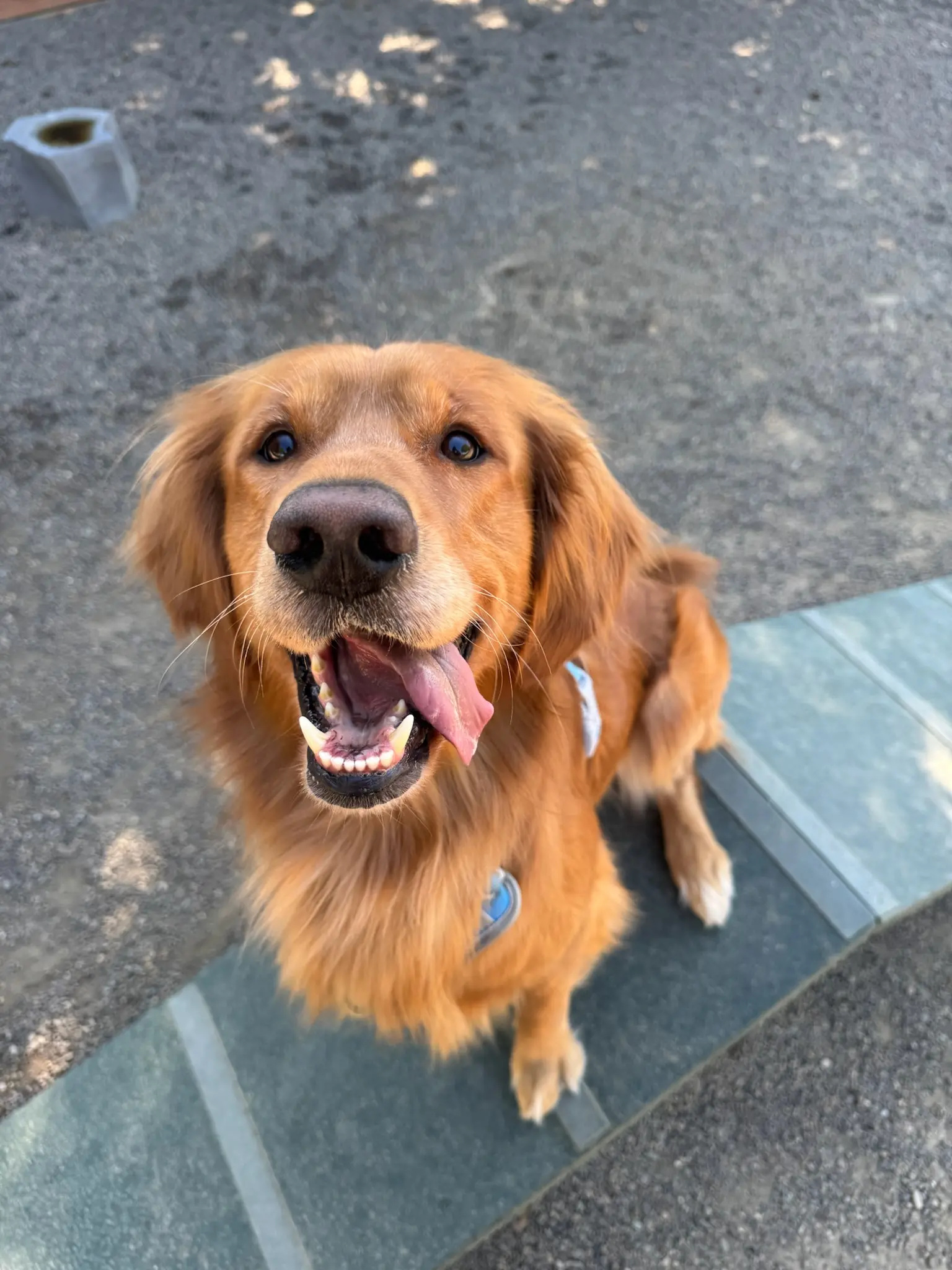 Golden Retriever stud dog: Smiling Golden Retriever with a shiny golden coat in a park setting