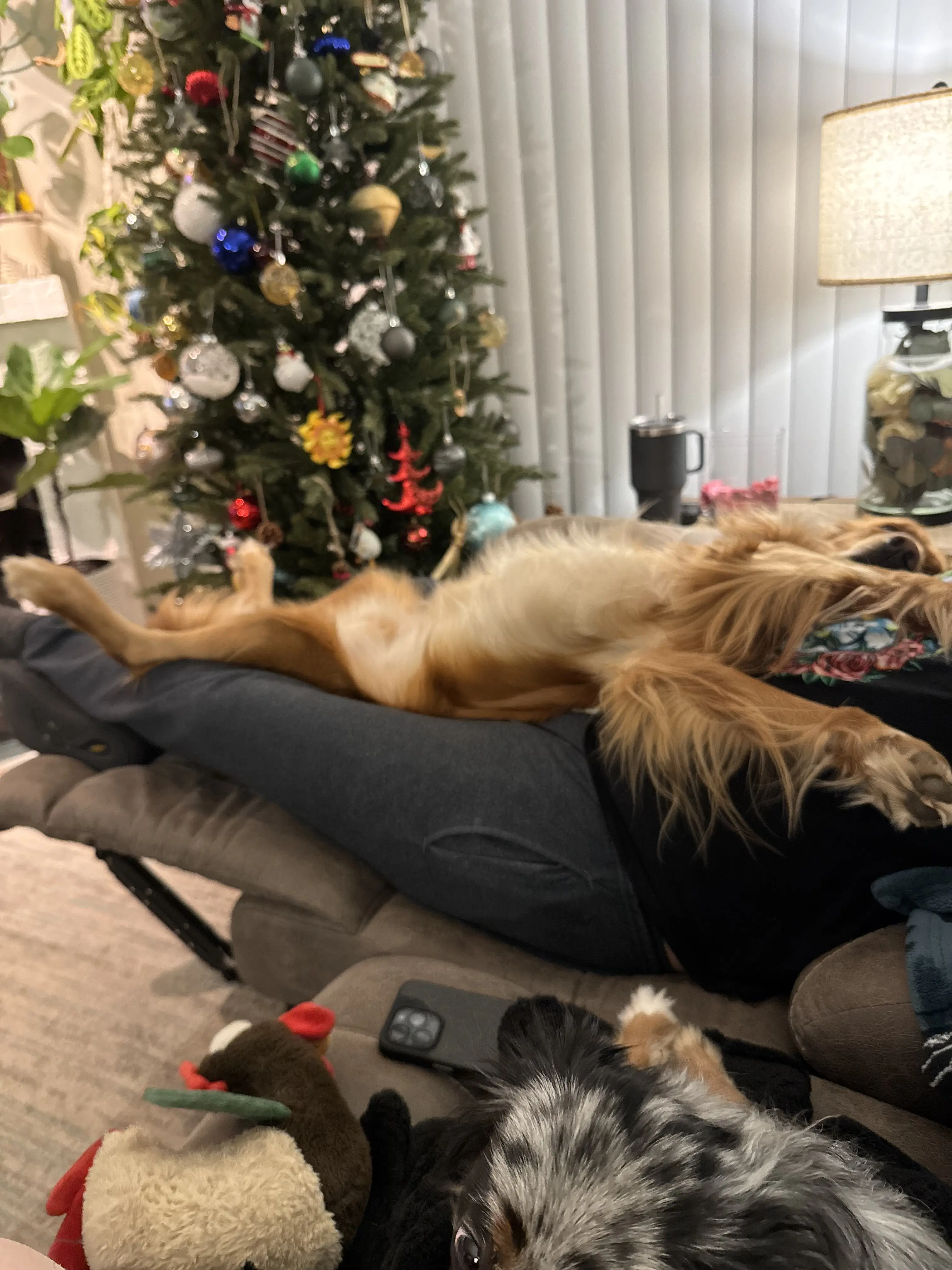 Golden Retriever stud dog: Golden Retriever lounging with legs stretched on a person's lap