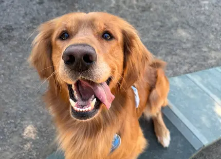 Golden Retriever stud dog: Smiling Golden Retriever with a shiny golden coat in a park setting