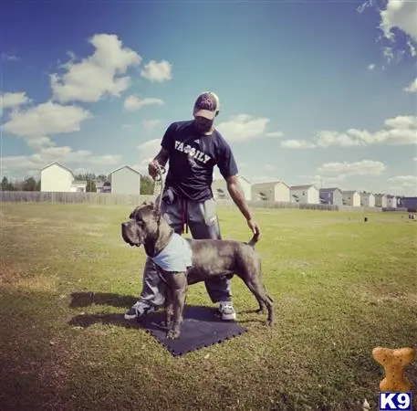 Cane Corso stud dog: a man and two cane corso dogs