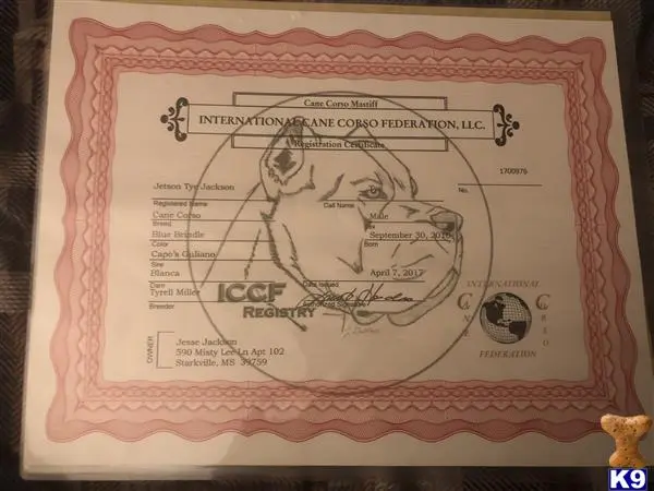 Cane Corso stud dog: a close-up of a currency bill