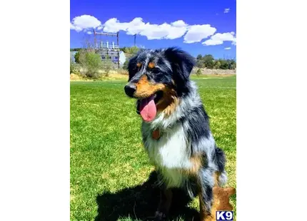 Australian Shepherd
