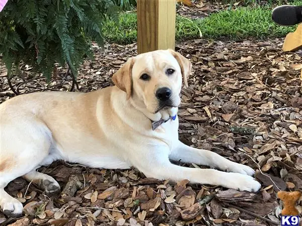 Labrador Retriever stud dog