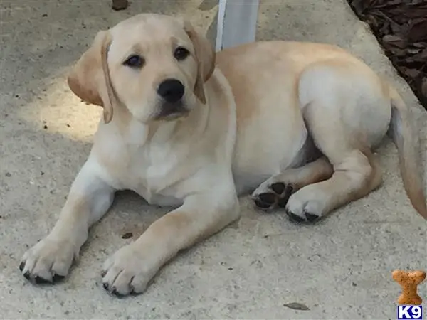 Labrador Retriever stud dog