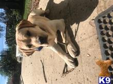 Labrador Retriever