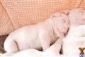valley bulldog puppy posted by jessha