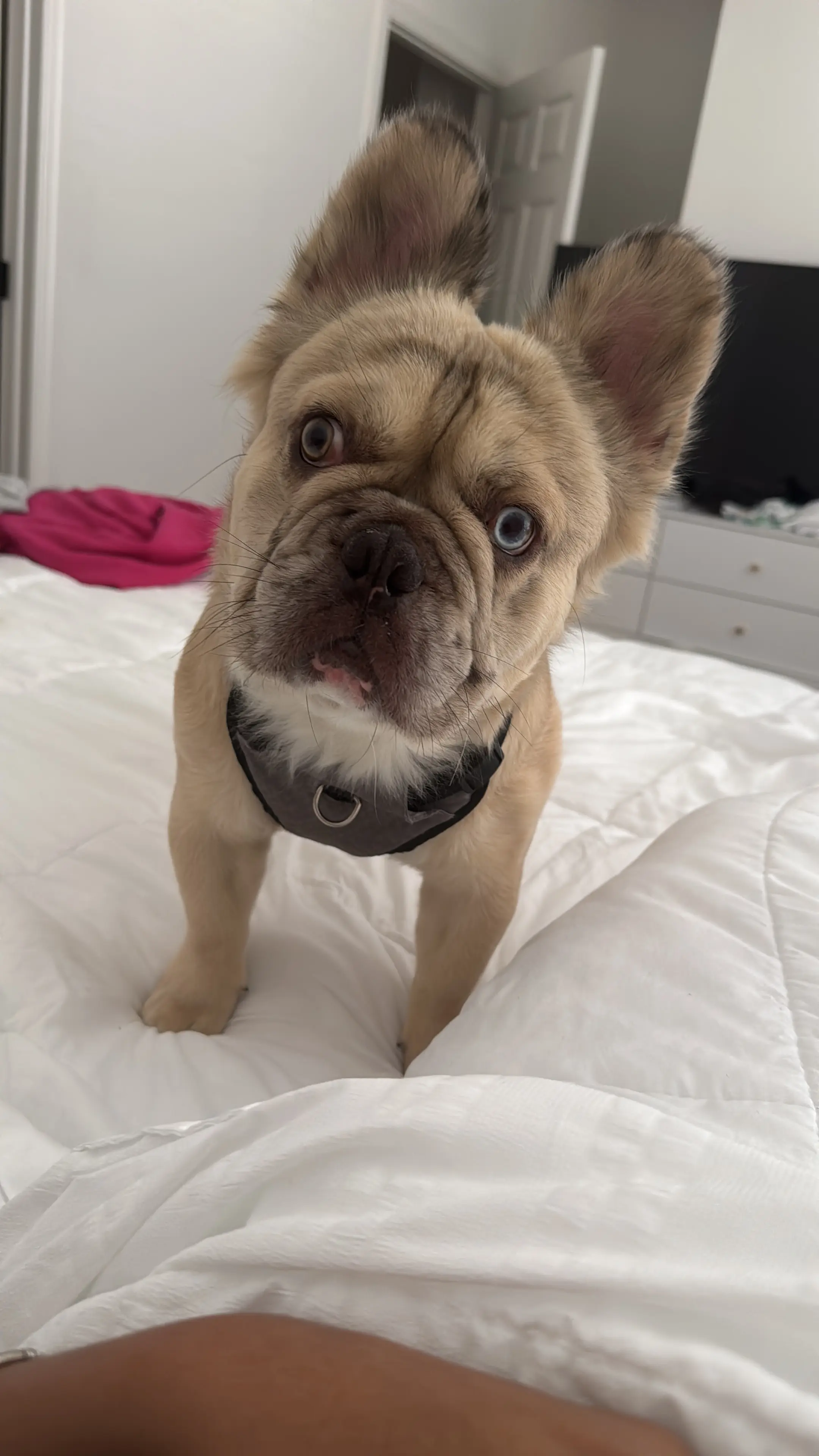 French Bulldog stud dog: Tan French Bulldog with a curious expression on a bed