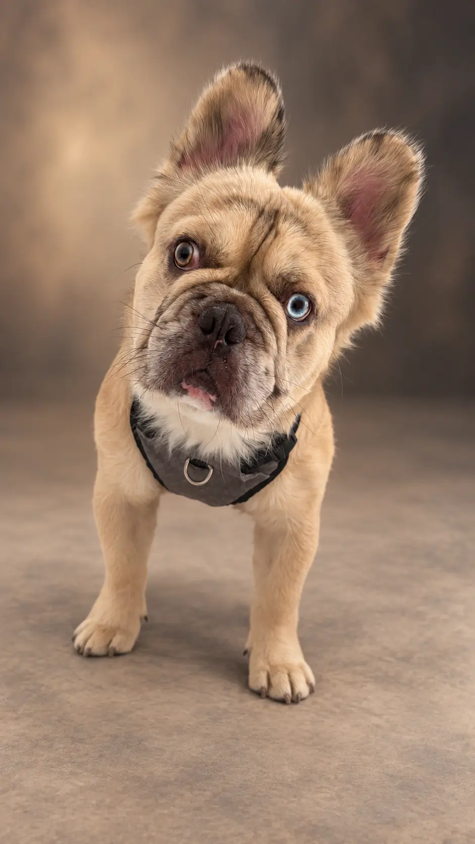 French Bulldog stud dog: Tan French Bulldog with blue eyes, standing on a neutral background