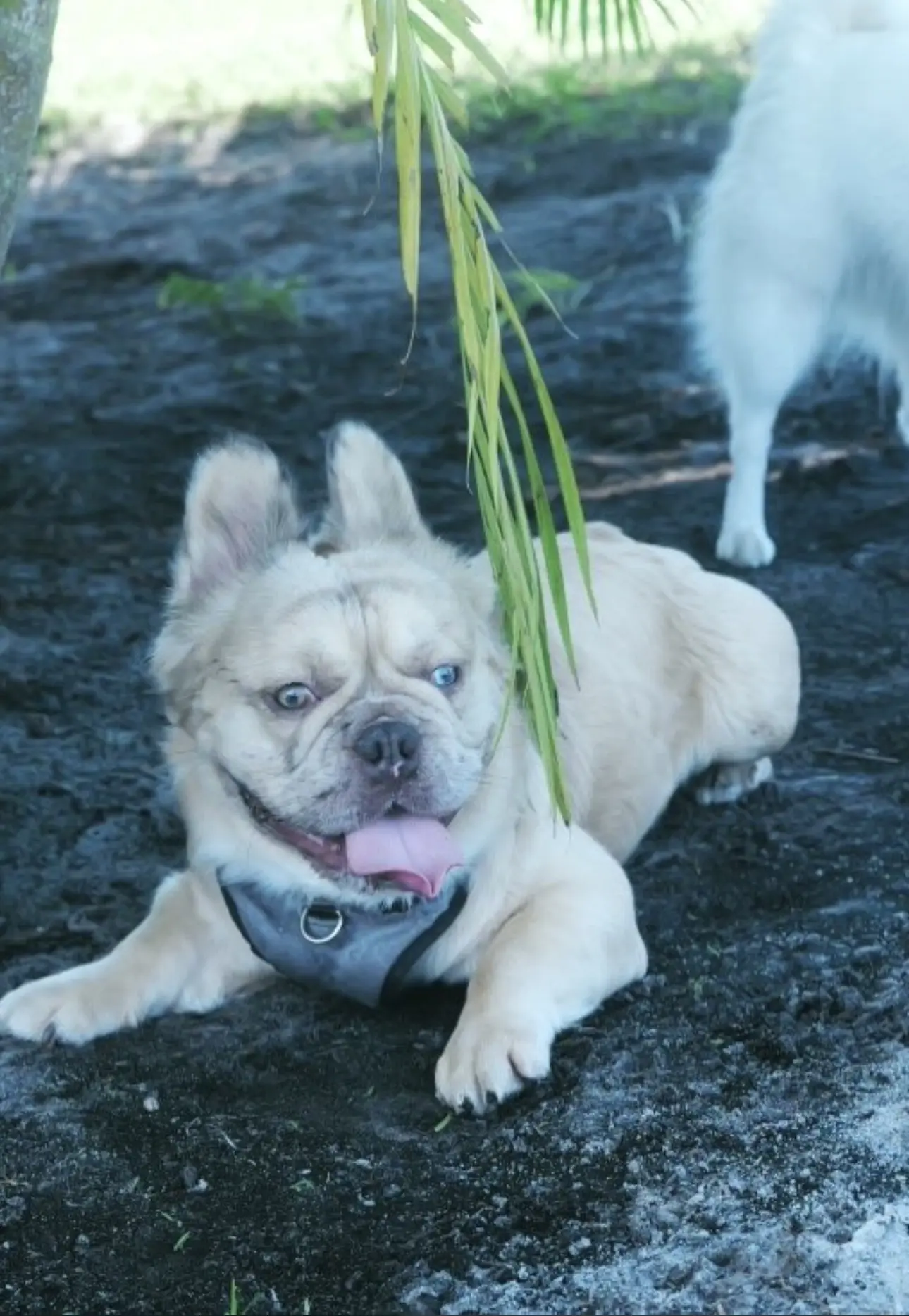 French Bulldog stud dog: Light tan French Bulldog lying on the ground with tongue out