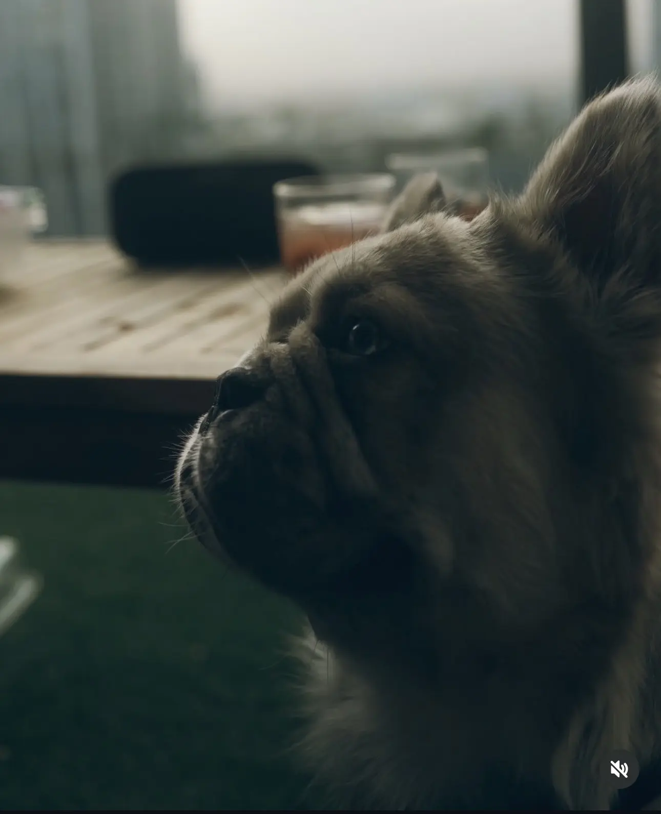 French Bulldog stud dog: Light-colored French Bulldog sitting beside a wooden table