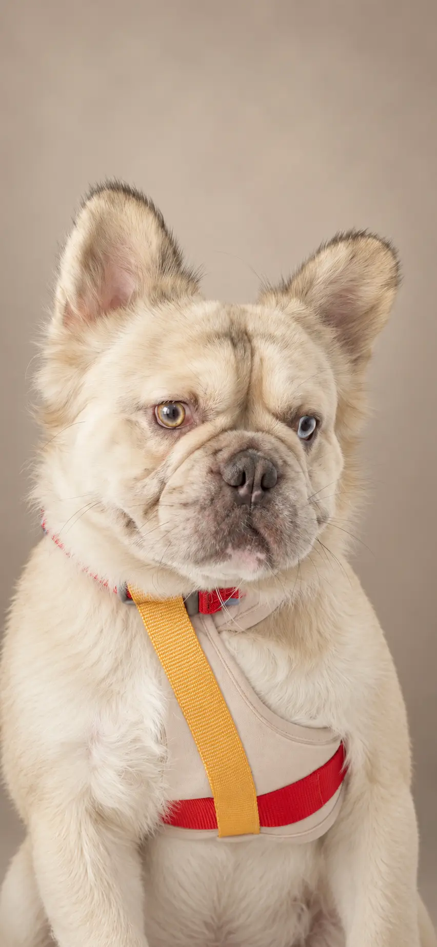 French Bulldog stud dog: Light-colored French Bulldog with a harness, sitting against a neutral background