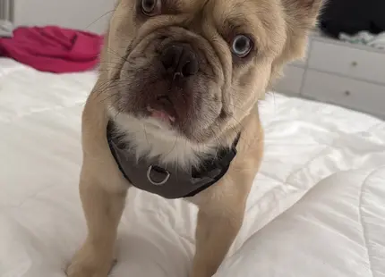 French Bulldog