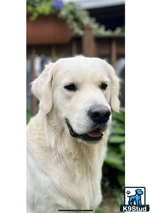 Golden Retriever stud dog