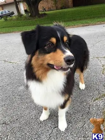 Australian Shepherd stud dog