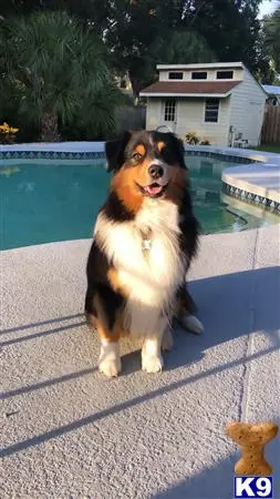 Australian Shepherd stud dog