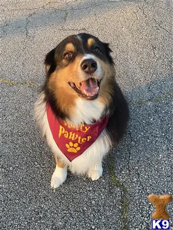 Australian Shepherd stud dog