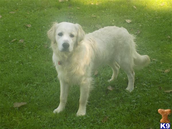 Golden Retriever stud dog