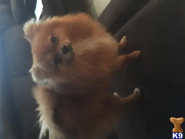 Pomeranian stud dog