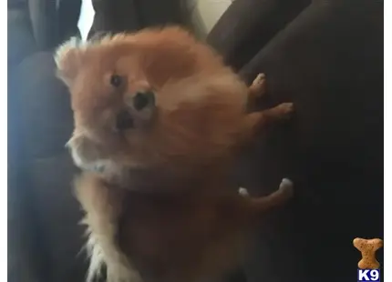 Pomeranian