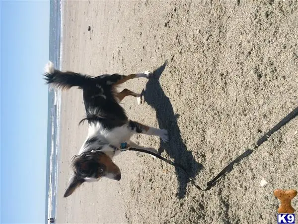 Australian Shepherd stud dog