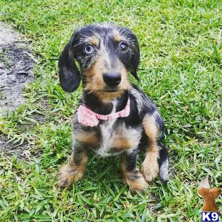 Dachshund female dog