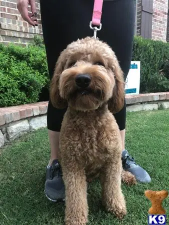 Goldendoodles stud dog