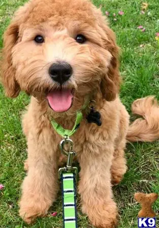 Goldendoodles stud dog