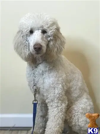 Poodle stud dog