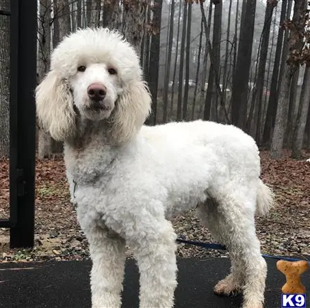 Poodle stud dog