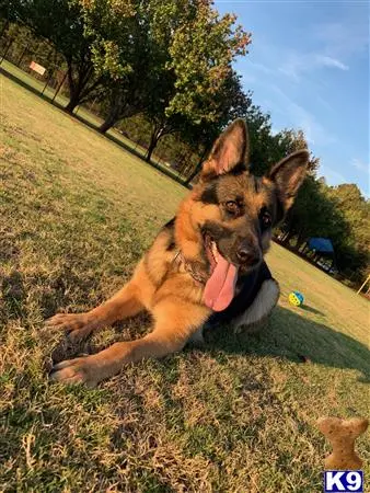 German Shepherd female dog