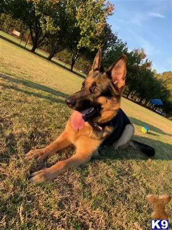 German Shepherd female dog