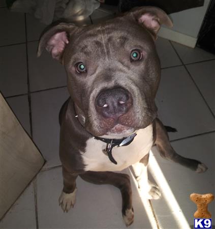 a american pit bull dog sitting on the floor