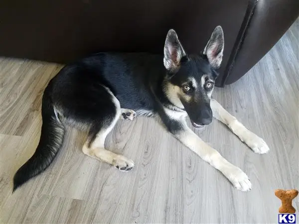 German Shepherd