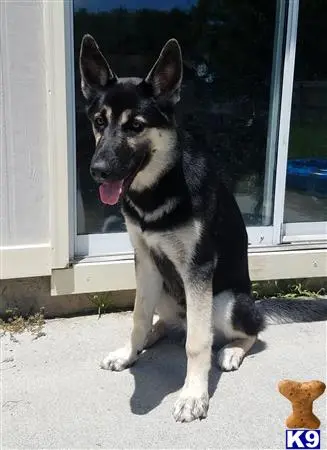 German Shepherd stud dog