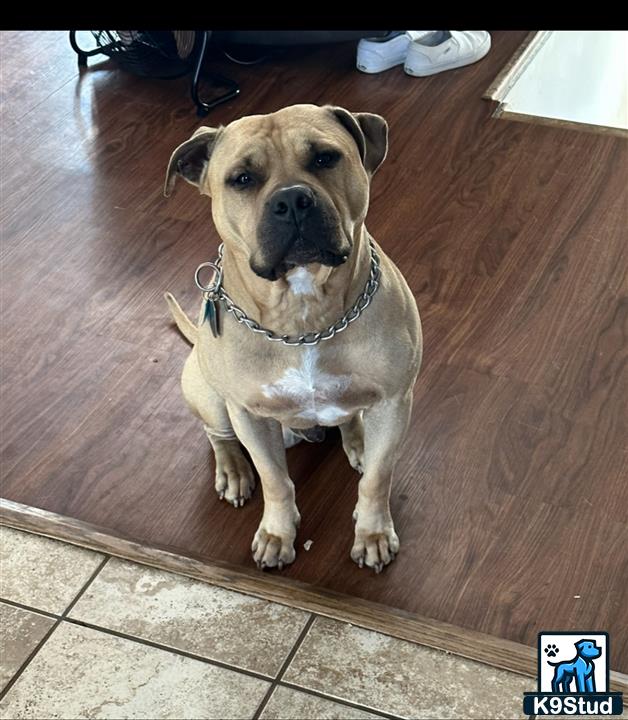 a american pit bull dog sitting on a wood floor
