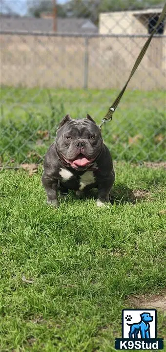 American Bully stud dog