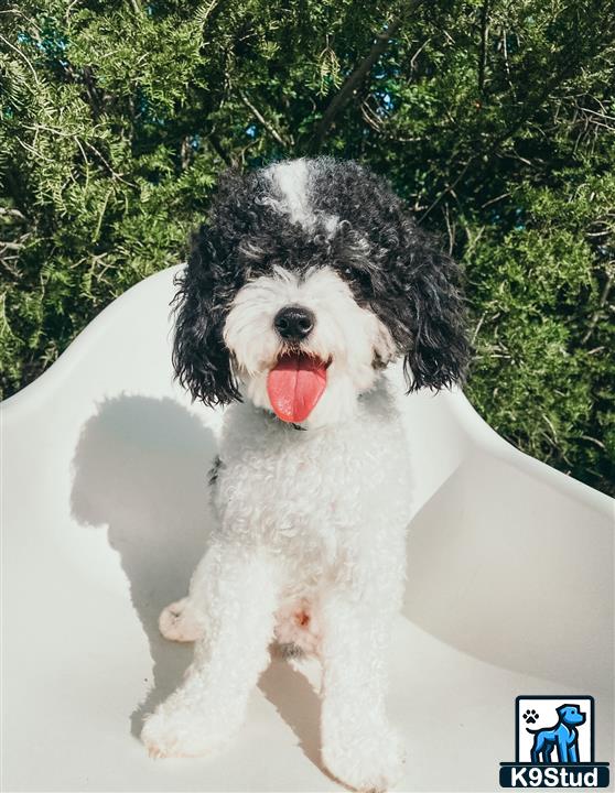 a poodle dog with its mouth open