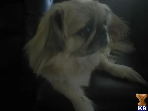 Pekingese female dog