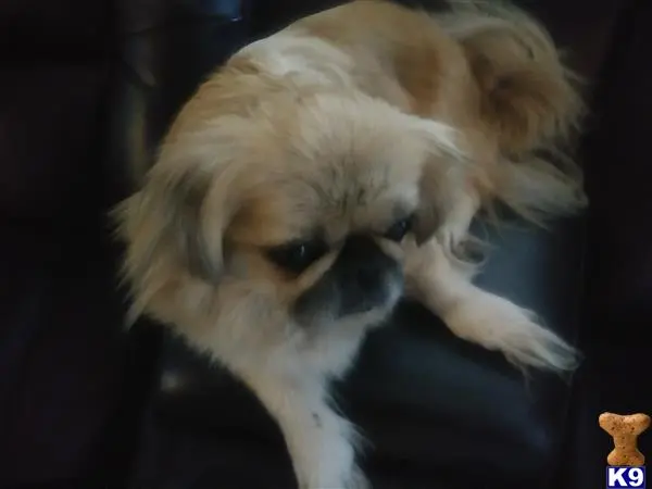 Pekingese female dog