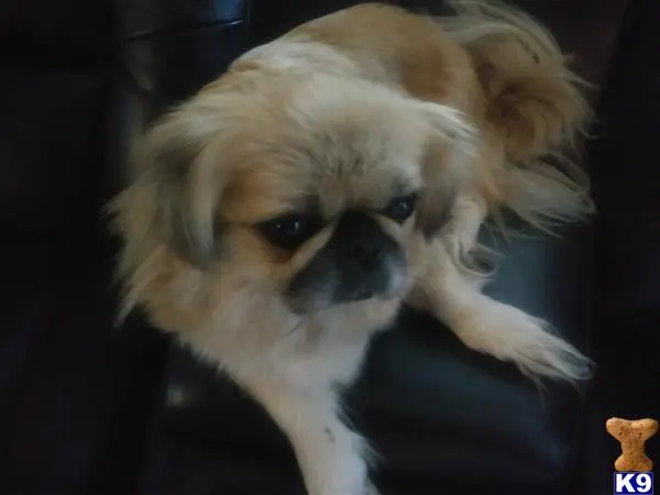 Pekingese female dog