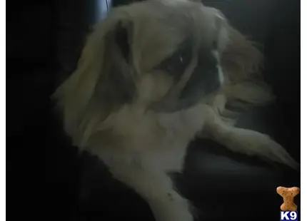 Pekingese