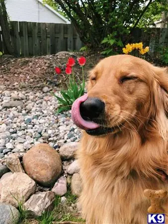 Golden Retriever stud dog