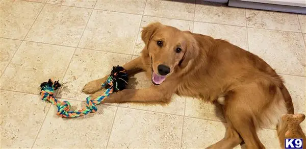 Golden Retriever stud dog