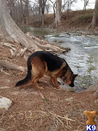 German Shepherd stud dog