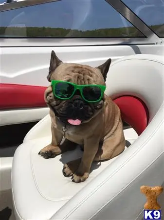 French Bulldog stud dog