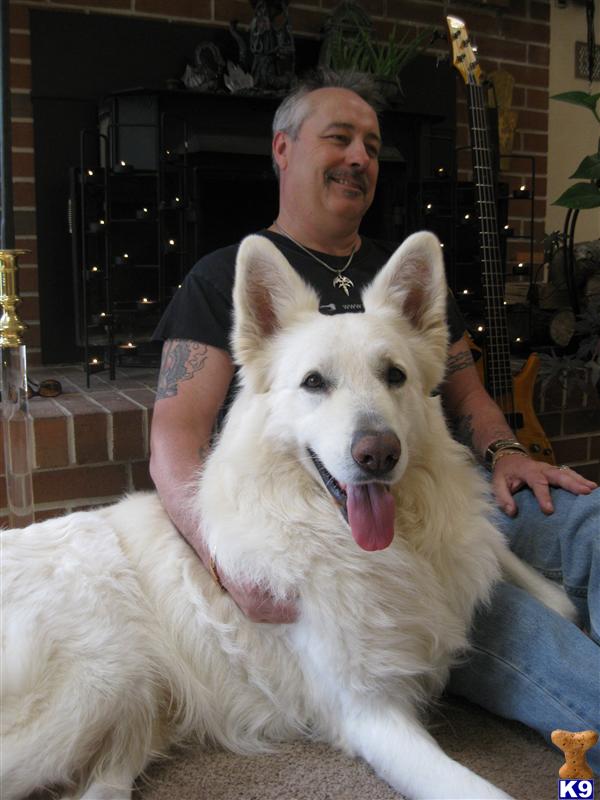 White German Shepherd Puppies Dogs White German Shepherd Puppies Dogs