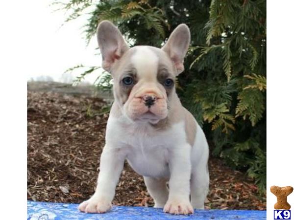 French Bulldog dog