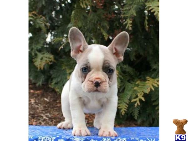 French Bulldog dog